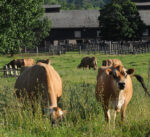 cows grazing