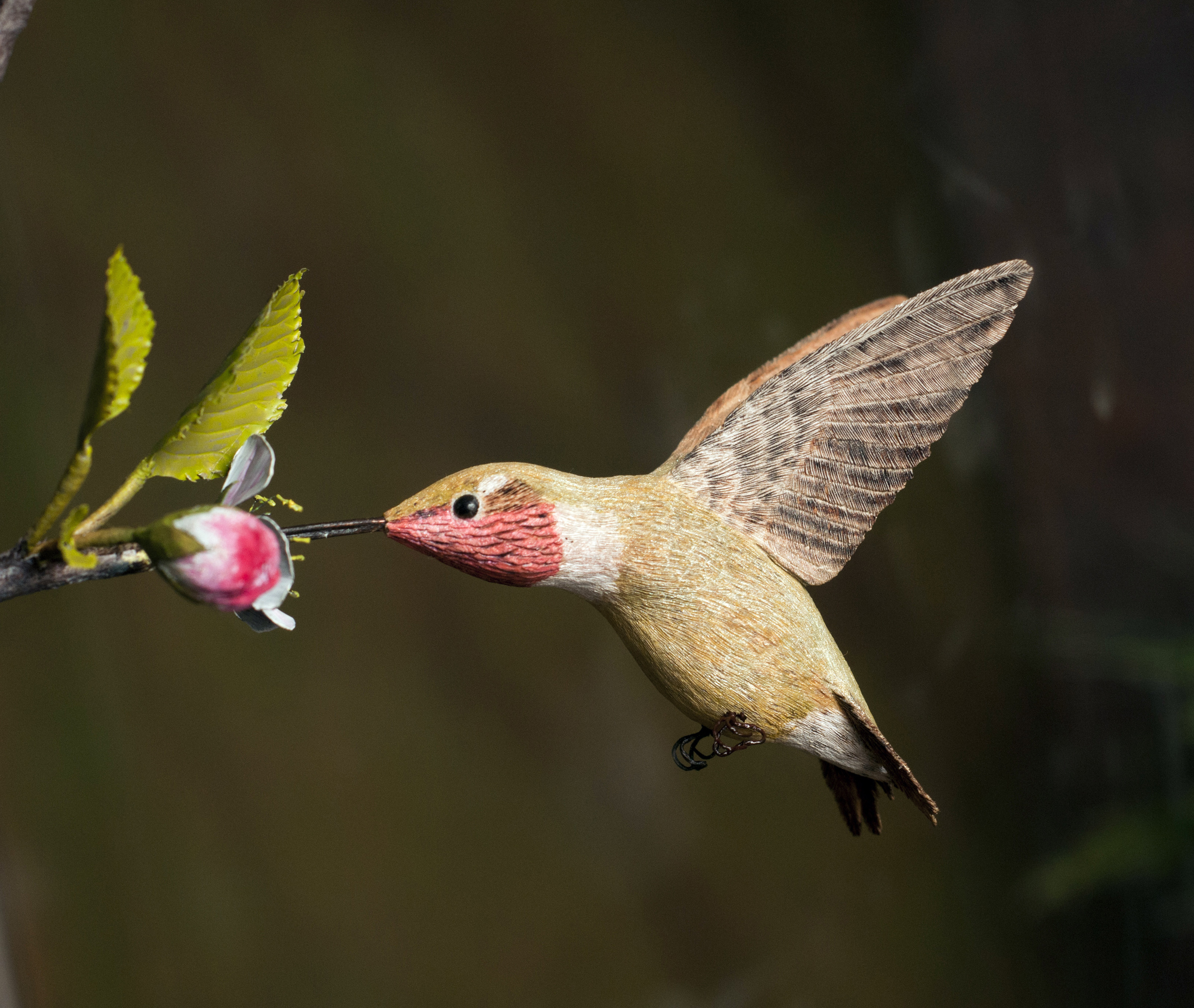 Hummingbird photograph at Birds of Vermont Museum.