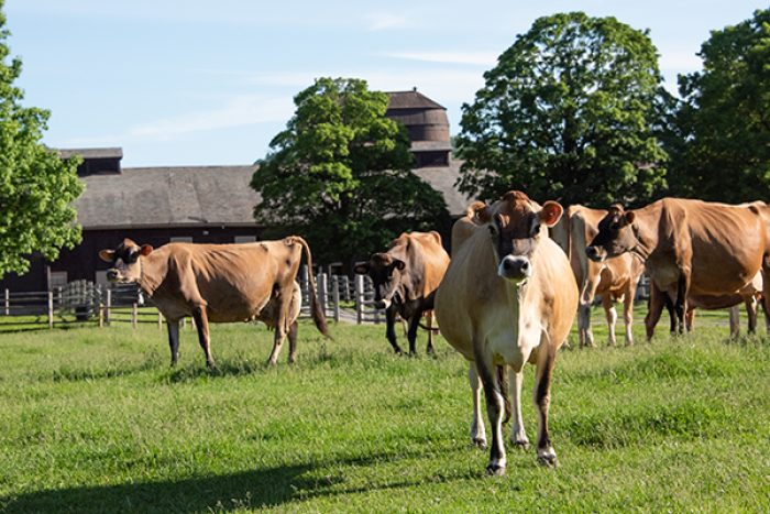 Cows at Billings Farm & Museum.